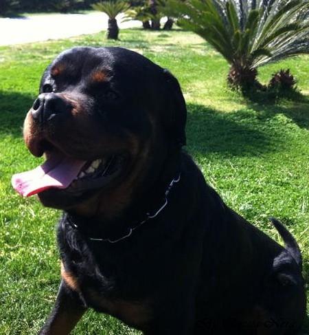 Arko - Roccia Nera